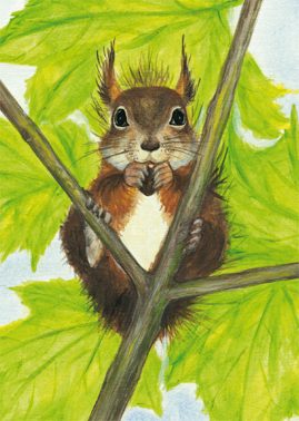 Eichhörnchen mit Nuss