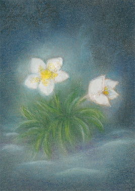 Christrose